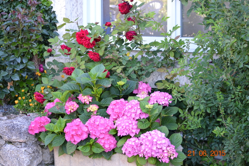 Massif roses et hortensias entrée 1